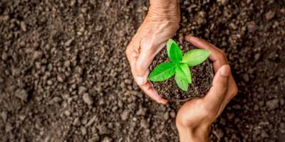 Fidan dikim hizmeti alınacak