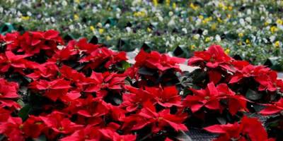 Kışlık çiçek alınacak