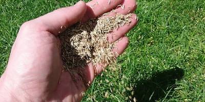 Çim tohumu alınacak