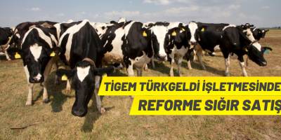 TİGEM'den büyükbaş hayvan satışı