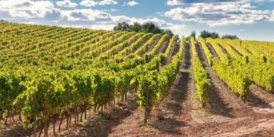 1.478 m² bağ icradan satılık