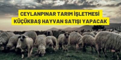 TİGEM'den küçükbaş hayvan satış ihalesine davet