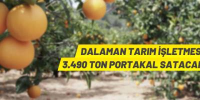 TİGEM'den portakal satış ihalesi