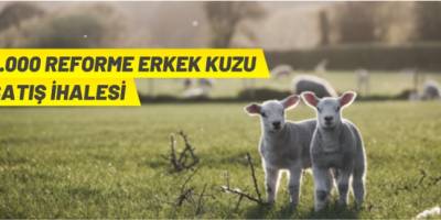 TİGEM erkek kuzu satacak