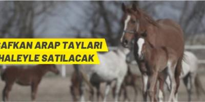 Safkan Arap tayları satılacak