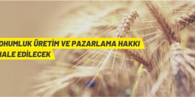 “Harrani” ekmeklik buğday çeşidi için üretim ve pazarlama hakkı verilecek