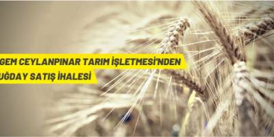 TİGEM buğday satacak