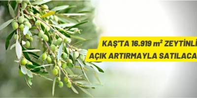 Antalya Kaş'ta 16 bin 919 m² zeytinlik satışa çıkarıldı