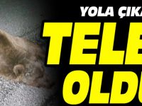 YOLA ÇIKAN AYI TELEF OLDU