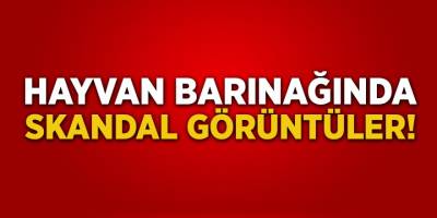 Hayvan Barınağında Skandal Görüntüler!