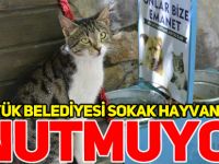 BOZÜYÜK BELEDİYESİ SOKAK HAYVANLARINI UNUTMUYOR