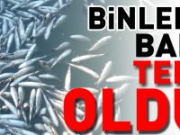 BİNLERCE BALIK TELEF OLDU!