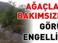 AĞAÇLARIN BAKIMSIZLIĞI GÖRÜŞÜ ENGELLİYOR