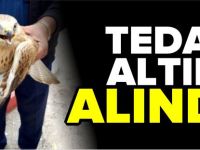 YARALI DOĞAN TEDAVİ ALTINA ALINDI