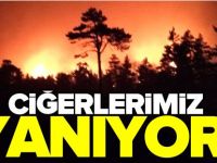 CİĞERLERİMİZ YANIYOR!