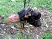 KÖPEKLERİ YİYEN HAYVAN TESPİT EDİLDİ!