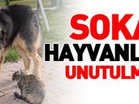 KIRSAL ALANLARDAKİ SOKAK HAYVANLARI UNUTULMADI