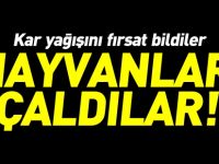KAR YAĞIŞINDAN FAYDALANARAK İZLERİNİ KAYBETTİRDİLER
