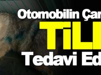 OTOMOBİLİN ÇARPTIĞI TİLKİ TEDAVİ EDİLDİ