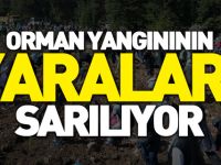 ORMAN, YANGINININ, YARALARI, SARILIYOR,