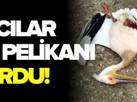 AVCILAR AK PELİKANI VURDU!