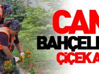 CAMİ BAHÇELERİ ÇİÇEK AÇTI