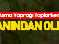 ASMA YAPRAĞI TOPLARKEN CANINDAN OLDU