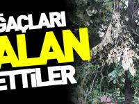 AĞAÇLARI TALAN ETTİLER