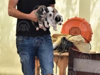 İŞ YERİNİN BAHÇESİNDE 22 KÖPEĞE BAKIYOR