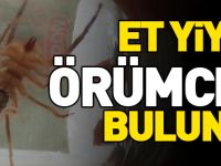 ET YİYEN ÖRÜMCEK BULUNDU