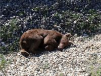 YÜK TRENİ AYIYA ÇARPTI
