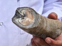 ÖLÜME TERK EDİLEN EŞEK KURTARILDI