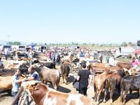 KURBAN BAYRAMI'NDA NELERE DİKKAT EDECEĞİZ?