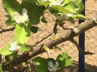 ELMA AĞAÇLARI ÇİÇEK AÇTI