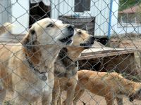 EMEKLİ MAAŞINI KÖPEKLERE HARCIYOR