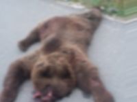 ARACIN ÇARPTIĞI AYI TELEF OLDU