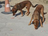 SOKAK KÖPEKLERİNE SAHİP ÇIKTILAR