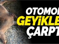 OTOMOBİL GEYİKLERE ÇARPTI