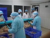 BİLECİK'TEN FRANSA'YA SALYANGOZ İHRACATI