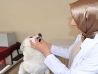 SOKAK HAYVANLARI KORUMA ALTINDA