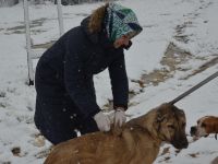 SOKAK HAYVANLARI UNUTULMADI