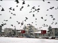 SOKAK HAYVANLARI YALNIZ DEĞİL