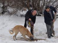 SAHİPSİZ KÖPEKLER BELEDİYENİN KORUMASINDA