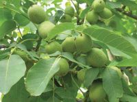 YAŞLI ADAM AĞAÇTAN DÜŞTÜ