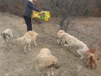 SAHİPSİZ KÖPEKLERE SAHİP ÇIKTILAR