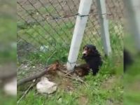 TEL ÖRGÜLERE SIKIŞTI