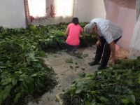 GÜNÜÖREN İPEK BÖCEKÇİLİĞİYLE TURİZME AÇILACAK