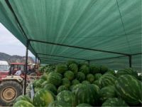 KARPUZ PAZARI YÜZ GÜLDÜRDÜ