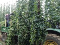 TÜRKİYE'DE SADECE BİLECİK'TE YETİŞİYOR!