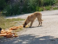 HAYVAN SEVERLER SAHİP ÇIKTI!